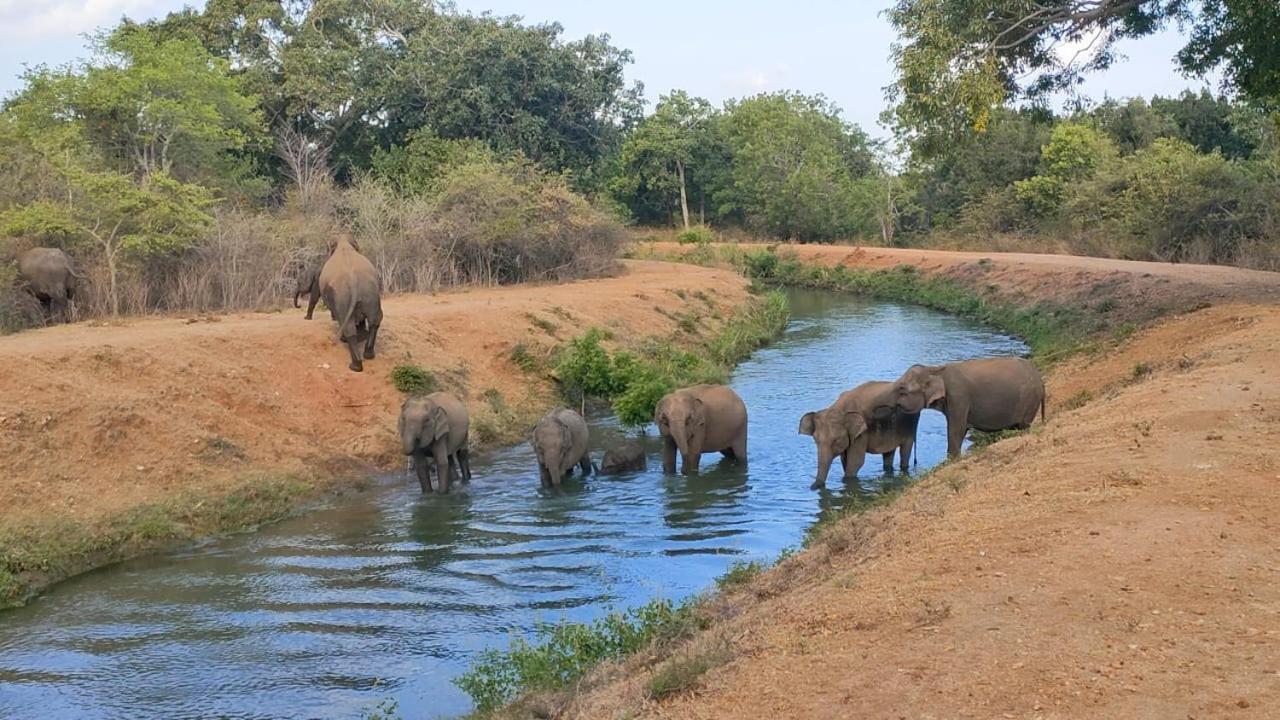 Udawalawa Safari House 호텔 우다왈라웨 외부 사진
